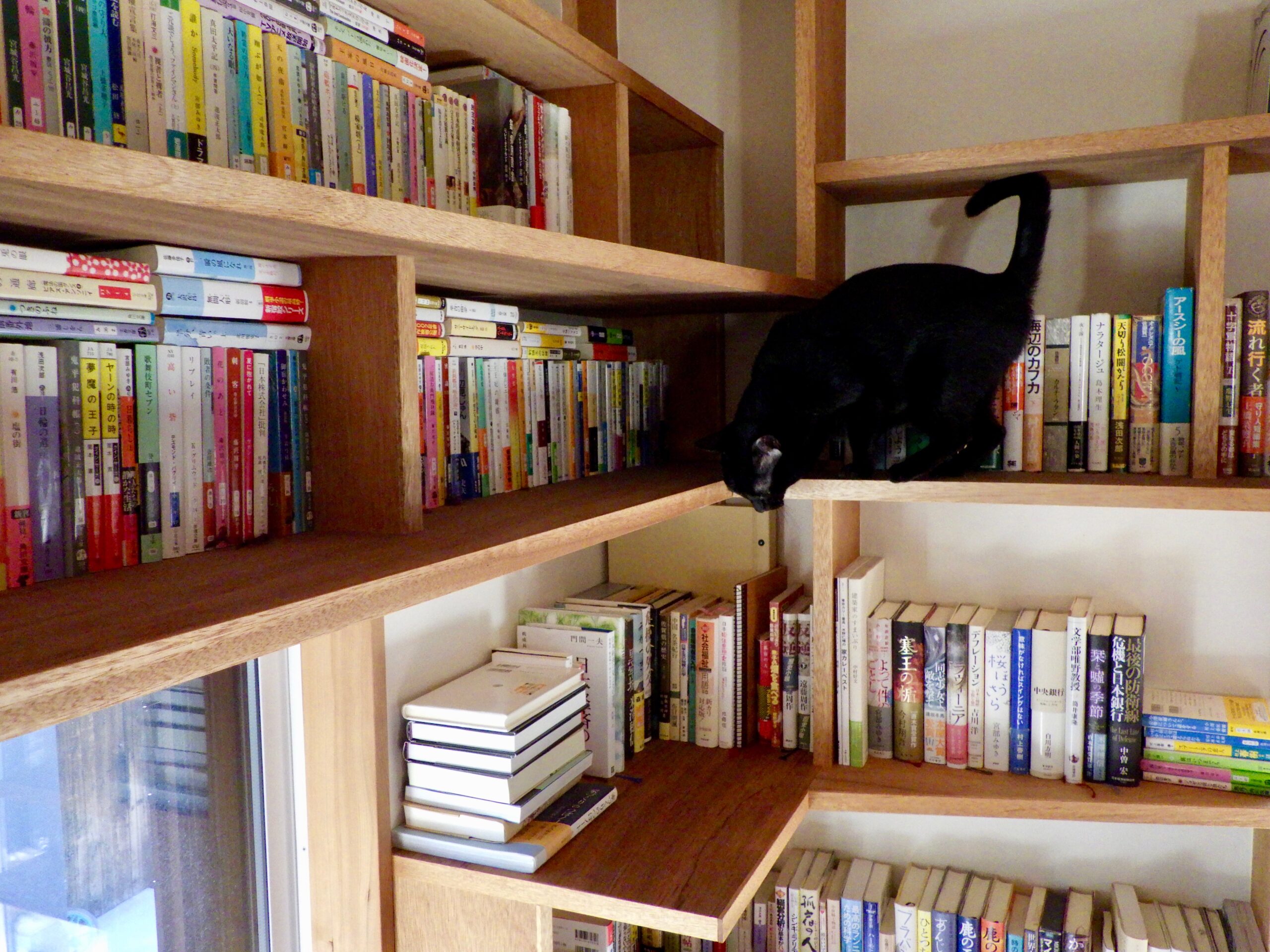 猫が歩きまわれる本棚
